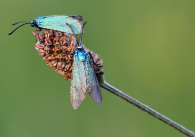 aiuto identificazione lepidottero